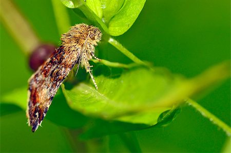 simsearch:400-04989239,k - Gypsy moth butterfly in nature Fotografie stock - Microstock e Abbonamento, Codice: 400-08372127