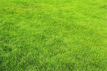 simsearch:400-05731622,k - Texture of spring green grass Stock Photo - Budget Royalty-Free & Subscription, Code: 400-08372172