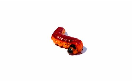simsearch:400-04434050,k - curving creeps large caterpillar and white background. Stock Photo - Budget Royalty-Free & Subscription, Code: 400-08372233