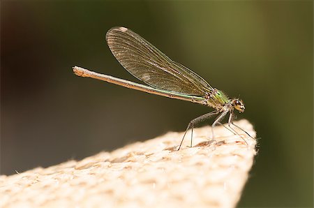 A dragonfly just landed on a straw hat Photographie de stock - Aubaine LD & Abonnement, Code: 400-08372249