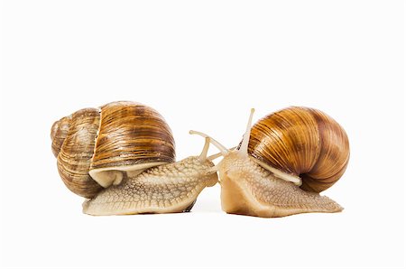 snails antenna - Two snails drawn to each other isolated on a white background. The concept of love, feelings, attitudes. Stock Photo - Budget Royalty-Free & Subscription, Code: 400-08372459