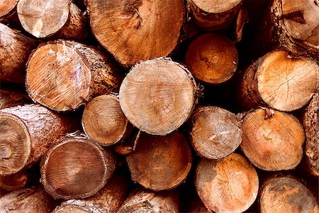 simsearch:400-05133815,k - stack of felled trees , timber , pile of firewood Stockbilder - Microstock & Abonnement, Bildnummer: 400-08372463