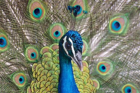 Peacock head close-up on feather background Stock Photo - Budget Royalty-Free & Subscription, Code: 400-08372484