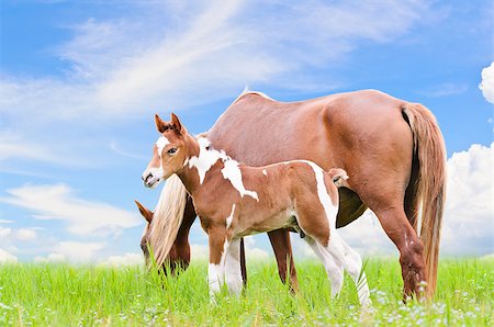 simsearch:400-08372603,k - Mare and foal with white brown graze in the pasture on blue sky background Stock Photo - Budget Royalty-Free & Subscription, Code: 400-08372602