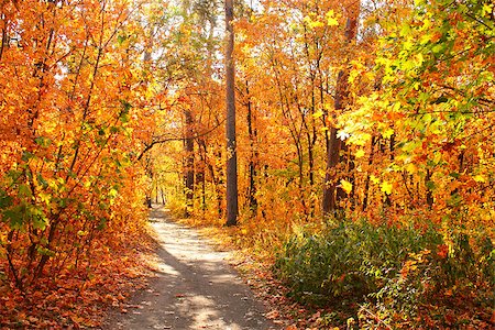 sun rays forest footpath images - Beautiful landscape with road in autumn forest Stock Photo - Budget Royalty-Free & Subscription, Code: 400-08372863