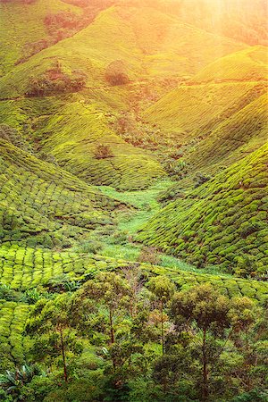 simsearch:400-06921179,k - Tea plantation in Cameron highlands, Malaysia Fotografie stock - Microstock e Abbonamento, Codice: 400-08373104