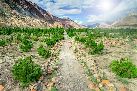 simsearch:400-07682483,k - rural road in stone valley in mountains with green bushes and cloudy sky in Nepal, Annapurna trekking Photographie de stock - Aubaine LD & Abonnement, Code: 400-08373109