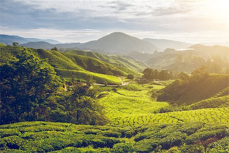 simsearch:400-06921179,k - Tea plantation in Cameron highlands, Malaysia Fotografie stock - Microstock e Abbonamento, Codice: 400-08373100