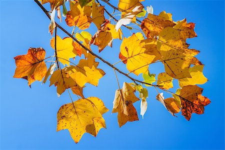 Autumn leaves in the blue sky Foto de stock - Royalty-Free Super Valor e Assinatura, Número: 400-08373217