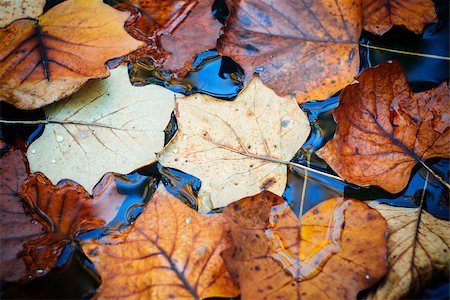 Autumn leaves on the water Foto de stock - Royalty-Free Super Valor e Assinatura, Número: 400-08373218