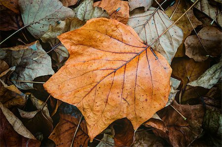 Autumn leaf on the ground Foto de stock - Royalty-Free Super Valor e Assinatura, Número: 400-08373222