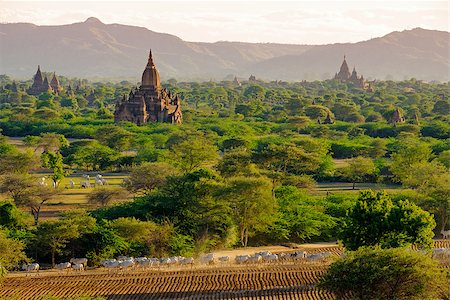 sulamani pagan - Landscape view of ancient temples with cows and fields, Bagan, Myanmar (Burma) Foto de stock - Super Valor sin royalties y Suscripción, Código: 400-08373283