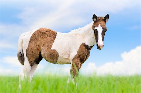 simsearch:400-08372603,k - Young horses are brown in meadow on blue sky background Stock Photo - Budget Royalty-Free & Subscription, Code: 400-08373319