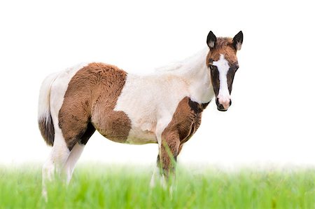simsearch:400-08372603,k - Young horses looking with suspicion in meadow on white background Stock Photo - Budget Royalty-Free & Subscription, Code: 400-08373320