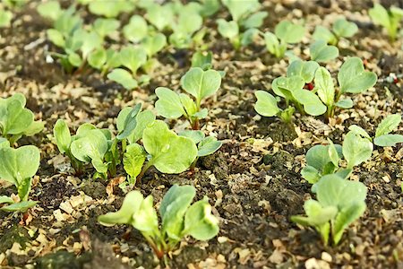 simsearch:400-07302217,k - Lush young radish plants with water drops on the leaves growing in the soil mixed with sawdust, close-up Stock Photo - Budget Royalty-Free & Subscription, Code: 400-08373455