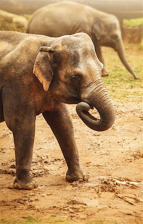 simsearch:400-04315148,k - Elephant animal walking by dirty sand Stock Photo - Budget Royalty-Free & Subscription, Code: 400-08373517