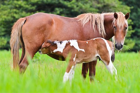 Horse foal suckling from mare in the pasture of Thailand Stock Photo - Budget Royalty-Free & Subscription, Code: 400-08373774