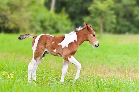 simsearch:400-08372603,k - Brown horse foal walking in green grass of Thailand Stock Photo - Budget Royalty-Free & Subscription, Code: 400-08373776