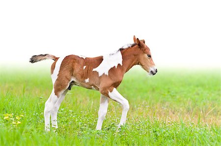 simsearch:400-05748585,k - Horse foal walking in green grass on white background Foto de stock - Super Valor sin royalties y Suscripción, Código: 400-08373777