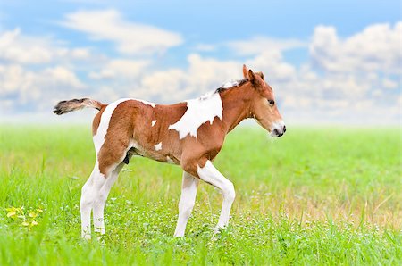 simsearch:400-08372603,k - Horse foal walking in green grass on blue sky background Stock Photo - Budget Royalty-Free & Subscription, Code: 400-08373778