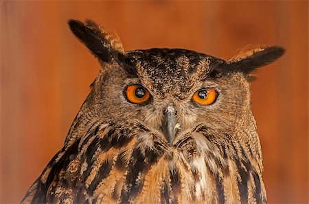 Eurasian eagle-owl Stock Photo - Budget Royalty-Free & Subscription, Code: 400-08399757