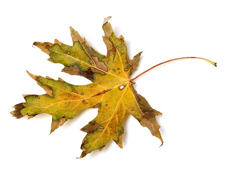 simsearch:851-02963822,k - Dried autumn leaf. Isolated on white background. Stockbilder - Microstock & Abonnement, Bildnummer: 400-08399894