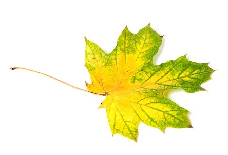 simsearch:851-02963822,k - Yellowed multicolor autumn maple-leaf. Isolated on white background Stockbilder - Microstock & Abonnement, Bildnummer: 400-08399893