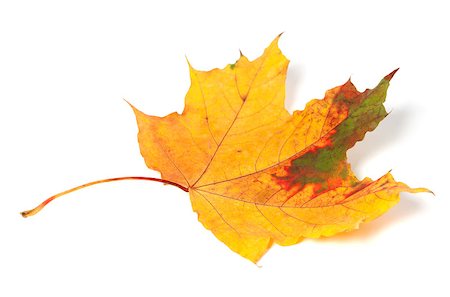 simsearch:851-02963822,k - Multicolor autumn maple-leaf isolated on white background Stockbilder - Microstock & Abonnement, Bildnummer: 400-08399901