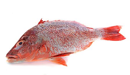 red snapper in front of white background Photographie de stock - Aubaine LD & Abonnement, Code: 400-08404097