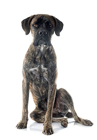simsearch:400-08669628,k - italian mastiff in front of white background Stock Photo - Budget Royalty-Free & Subscription, Code: 400-08404107