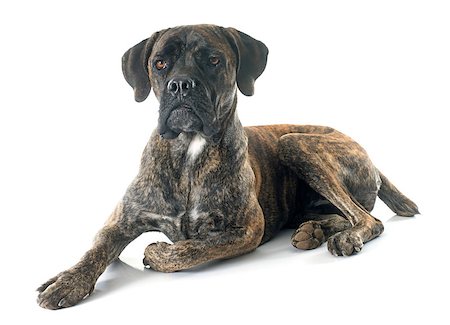 simsearch:400-08669628,k - italian mastiff in front of white background Stock Photo - Budget Royalty-Free & Subscription, Code: 400-08404108