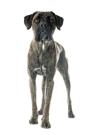 simsearch:400-08669628,k - italian mastiff in front of white background Stock Photo - Budget Royalty-Free & Subscription, Code: 400-08404110