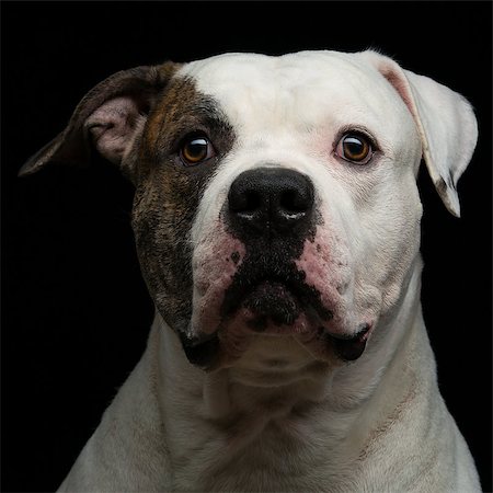 simsearch:400-04227793,k - Closeup portrait of beautiful adult purebred american bulldog over black background Stockbilder - Microstock & Abonnement, Bildnummer: 400-08404402