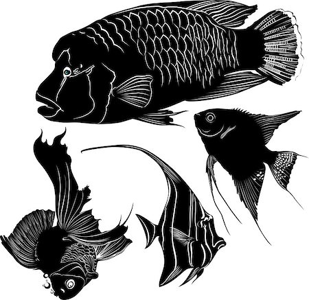 aquarium fish Stock Photo - Budget Royalty-Free & Subscription, Code: 400-08404411