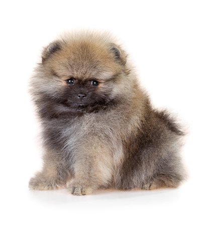 simsearch:400-04664734,k - Portrait of a Pomeranian puppy age of 2 month isolated on white Stockbilder - Microstock & Abonnement, Bildnummer: 400-08404998