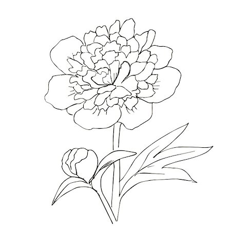 peony art - Hand drawn vector with peony flower. Floral natural design. Graphic, sketch drawing. Stock Photo - Budget Royalty-Free & Subscription, Code: 400-08405022