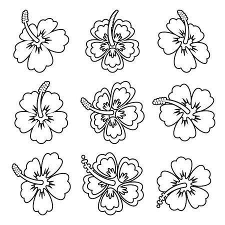 Black vector hibiscus flower outline icons on white Photographie de stock - Aubaine LD & Abonnement, Code: 400-08405250