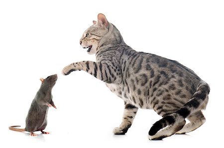 simsearch:400-06334001,k - bengal cat and rat in front of white background Foto de stock - Super Valor sin royalties y Suscripción, Código: 400-08405354