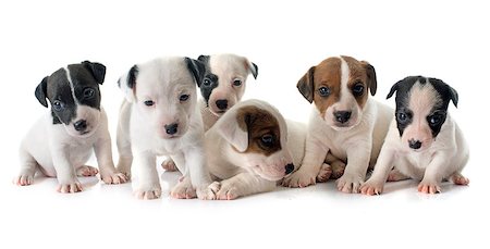 puppies jack russel terrier in front of white background Stockbilder - Microstock & Abonnement, Bildnummer: 400-08405373