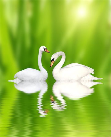 simsearch:400-08115863,k - Two white swans on green background Photographie de stock - Aubaine LD & Abonnement, Code: 400-08405479