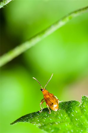 simsearch:400-08404620,k - Close up Cucurbit Beetle or Aulacophora Indica on a green leaf is preparing to soar forward Stock Photo - Budget Royalty-Free & Subscription, Code: 400-08405864