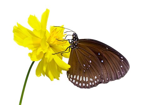 simsearch:400-08404620,k - Close up Black Kaiser butterfly ( Penthema binghami ) seeking nectar at yellow Cosmos flower isolated on white background with clipping Path Stock Photo - Budget Royalty-Free & Subscription, Code: 400-08405861