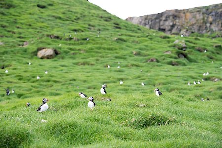 Atlantic puffins, Fratercula arctica sitting on grass on the Faroe Islands in front of its burrow Photographie de stock - Aubaine LD & Abonnement, Code: 400-08405887