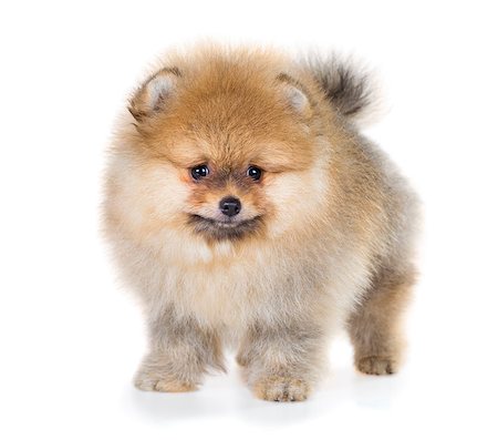 simsearch:400-04681788,k - Portrait of a Pomeranian puppy age of 2 month isolated on white background Stockbilder - Microstock & Abonnement, Bildnummer: 400-08406609