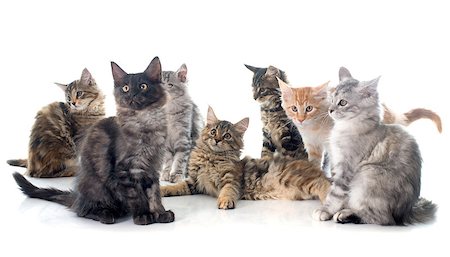 simsearch:400-07088596,k - maine coon kitten in front of white background Foto de stock - Super Valor sin royalties y Suscripción, Código: 400-08406626