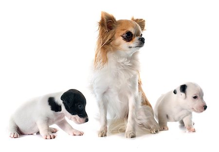 simsearch:400-08408704,k - puppies jack russel terrier and chihuahua in front of white background Photographie de stock - Aubaine LD & Abonnement, Code: 400-08406623