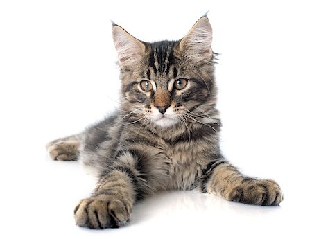 simsearch:400-07124274,k - maine coon kitten in front of white background Foto de stock - Super Valor sin royalties y Suscripción, Código: 400-08406635