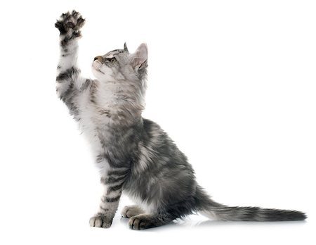 simsearch:400-08406635,k - maine coon kitten in front of white background Stock Photo - Budget Royalty-Free & Subscription, Code: 400-08406636