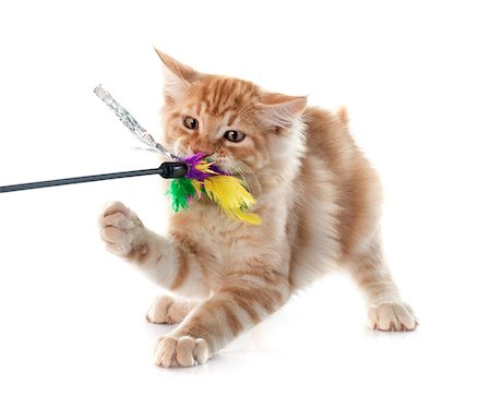 maine coon kitten in front of white background Photographie de stock - Aubaine LD & Abonnement, Code: 400-08406637