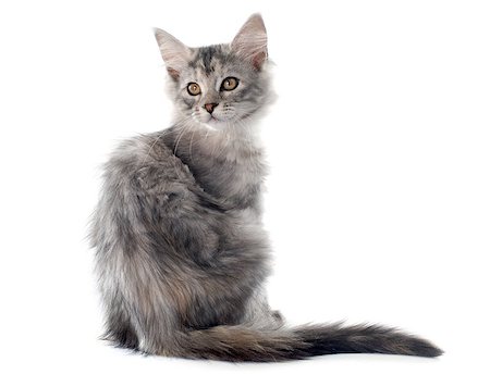 simsearch:400-06334001,k - maine coon kitten in front of white background Foto de stock - Super Valor sin royalties y Suscripción, Código: 400-08406638